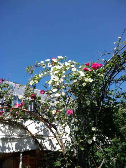 【バラ園開花情報】本日一分咲き