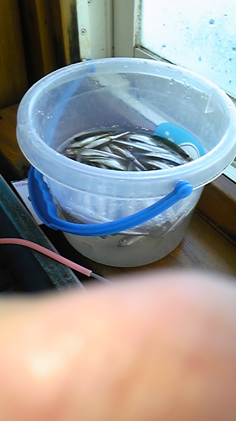 ワカサギ釣り