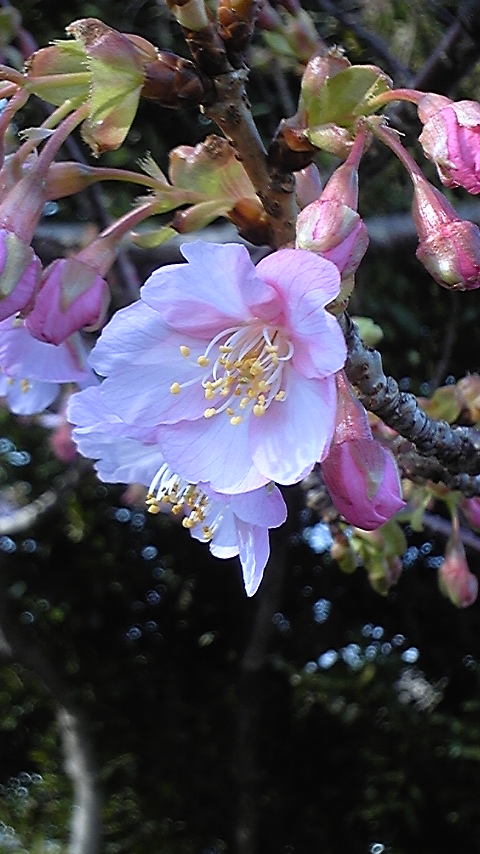 桜!