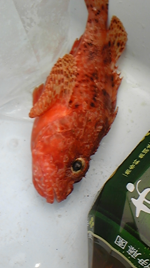 釣り!