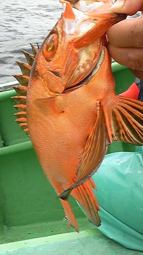 釣り!
