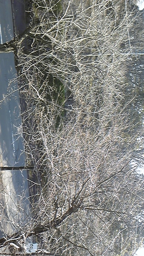 桜並木(ツボミ)