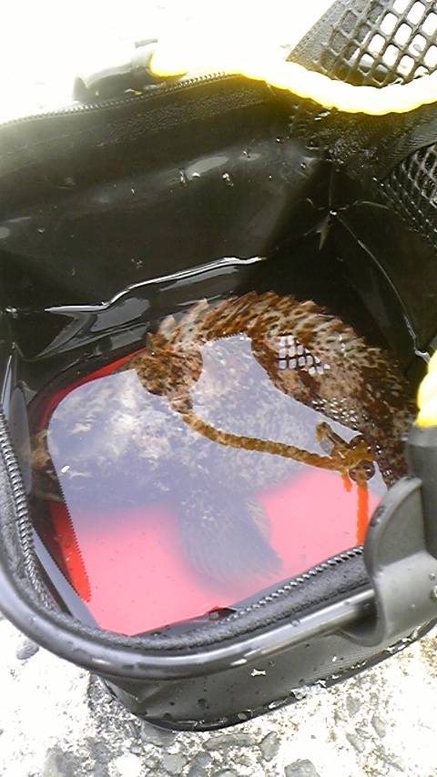 堤防釣り