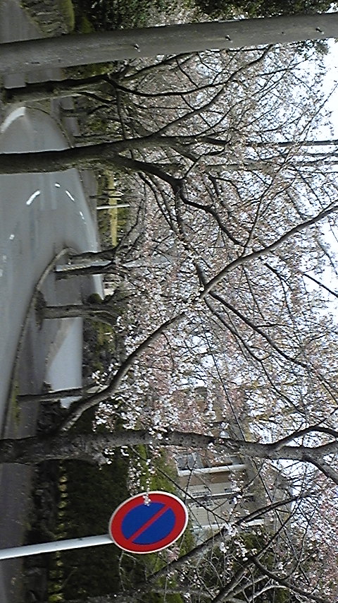 今朝の桜並木