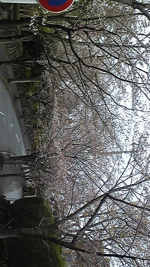 今朝の桜並木