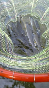 やまめさんと鮎釣り