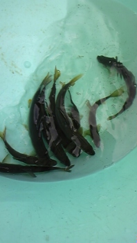 鮎釣り
