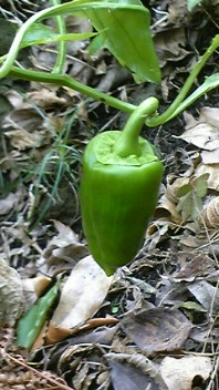 食べられる