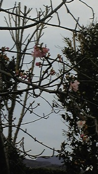 プチ桜