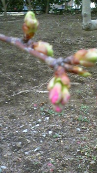 プチ桜