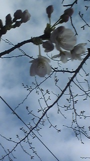 桜