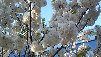 八重桜?