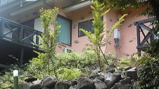 ヒメシャラ