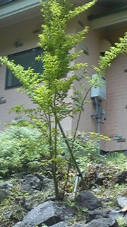 ヒメシャラ