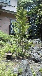 ヒメシャラ