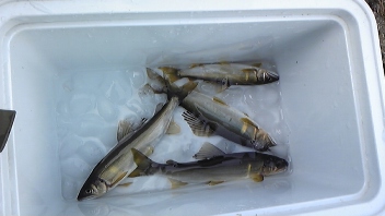 昨日の釣果