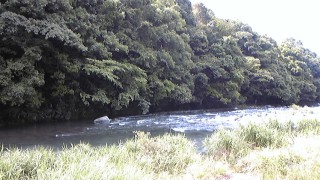 狩野川上流部