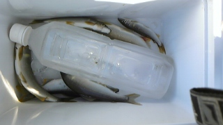 釣果