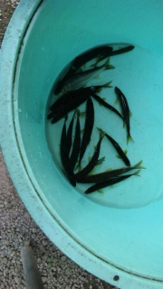 鮎釣り