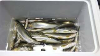釣果