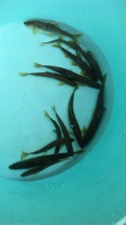 鮎納竿