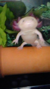 リサイタル