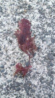 海藻