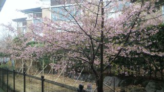 河津桜