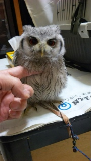 かゆいところに…