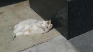 デート