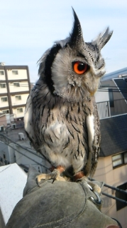 びびり2