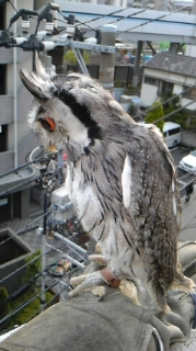 びびり