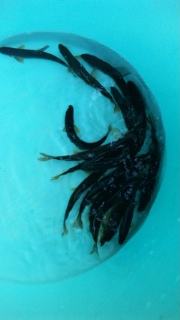 初釣り