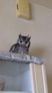 ツノが!