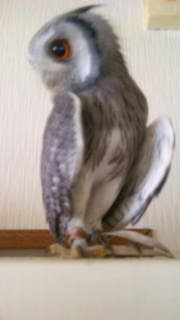 生足…