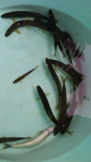 鮎釣り