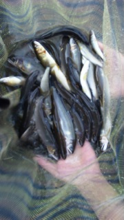 釣果
