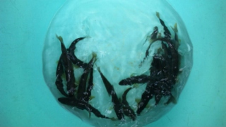 釣果