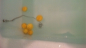 ゆず湯