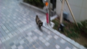 いたいた