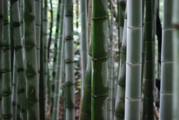 竹林