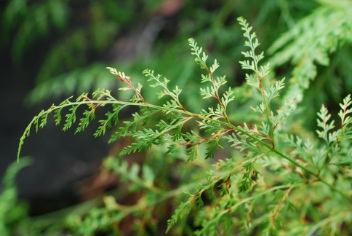 草 雑草?
