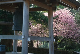 蓮着寺の桜