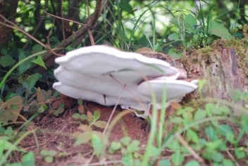 きのこ?