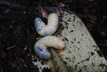 カブトムシ?(幼虫)