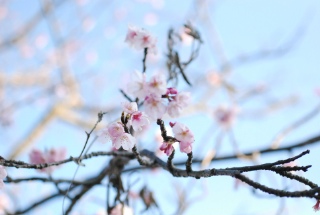 散歩