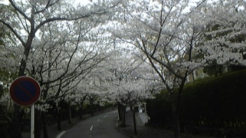 昨年の桜