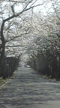 昨年の桜
