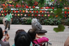 白フクロウ