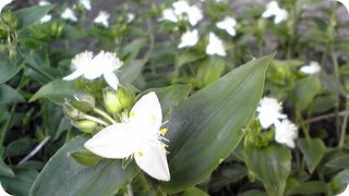 狩野川下流 あゆみ橋付近のお花